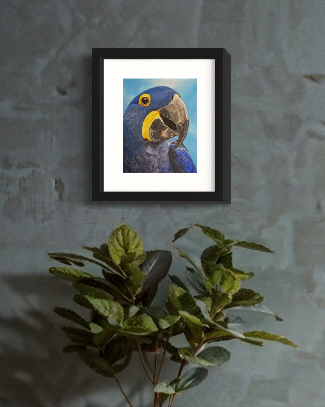 Hyacinth Macaw Print